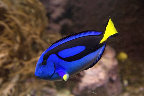 Blue Tang Odd Discoloration and Sunken inSick, Emaciated, or .
